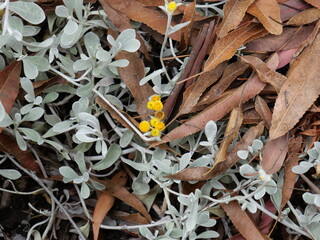Saltwort Flower, Taxandria Iinnearifolia, Otanthus, Scaevola, Clusters, Red Fruited Palm Lily, Grass Varieties