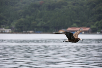 seagull on the water