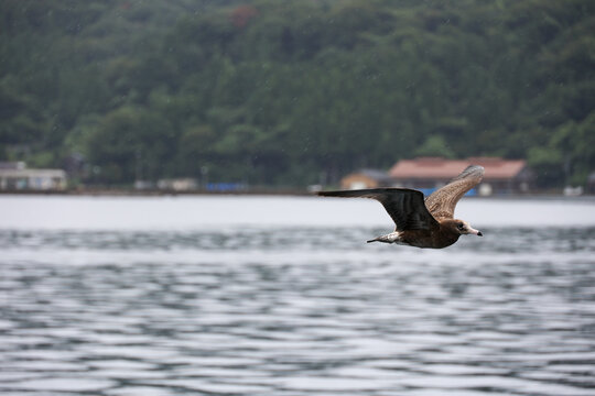 seagull on the water