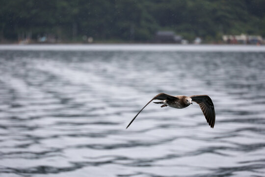flying seagull in rain