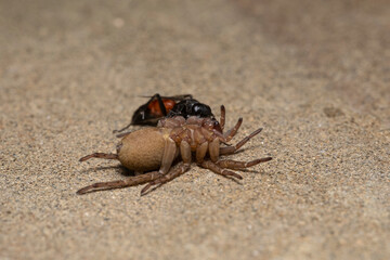 the wasp rider, Parasitica attacks the wolf spider Trochosa ruricola, an attack by the predatory...