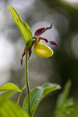 Obraz premium Cypripedium calceolus - orchid beautiful yellow flower in green grass. Wild plant. Beautiful bokeh.