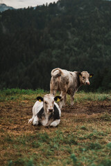 Two cows on a mountain field