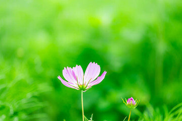 野原に美しく咲くコスモス