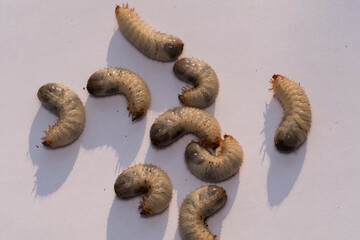 Larvae garden pests. May beetle larvas, lat. Melolontha , Phyllophaga, isolated on white background