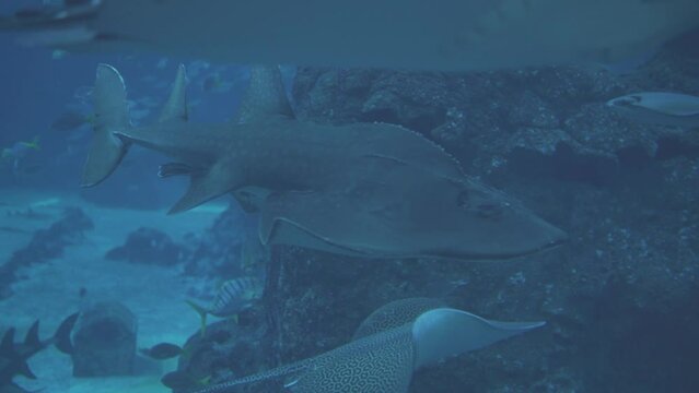 Rhina ancylostoma, the Bowmouth Guitarfish, Shark Ray or Mud Skate