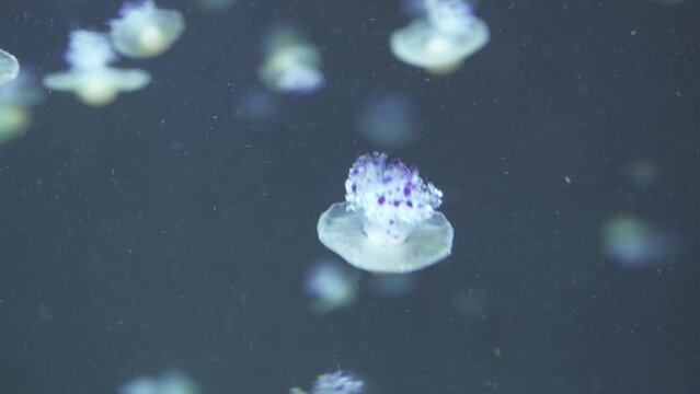 Phacellophora camtschatica, The Fried Egg Yolk Jellyfish
