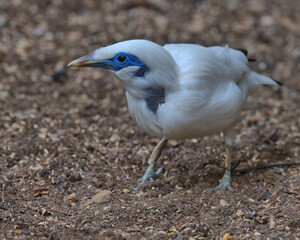 Bali myna looking for food on the floor.