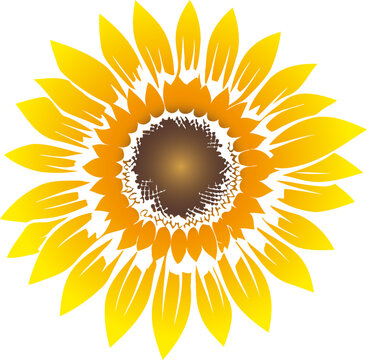 Ripe sunflower flower depicted as a vector icon logo
