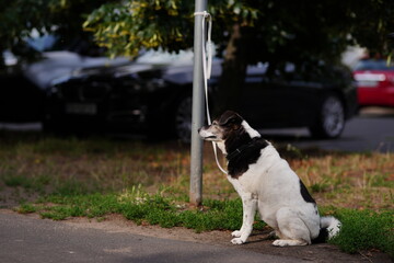 Łaciaty czarno-biały pies siedzący przywiązany do słupa obok trawnika i parkingu