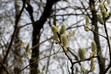 Blooming willow branches in early spring. Flowering willow close-up. Fluffy willow flowers bloom in spring. Verba, or holly willow on a sunny day.