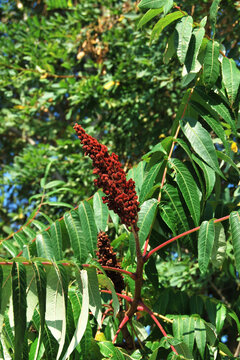 A branch of red staghorn sumac berries, Rhus typhina plant