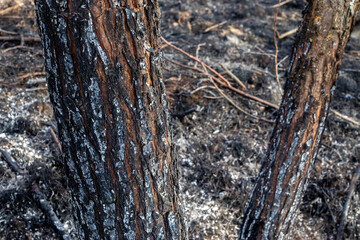 Tree trunks after a fire. Burnt trees in the forest. Lifeless land after a fire. Burnt grass after forest fires.