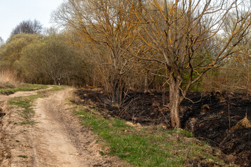Road beyond the horizon at the edge of the forest. The edge of the forest after the fire. Dirt road at the edge of the forest after a fire.