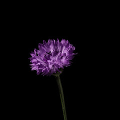 Cornflower on black background. Centaurea cyanus from the family Asteraceae