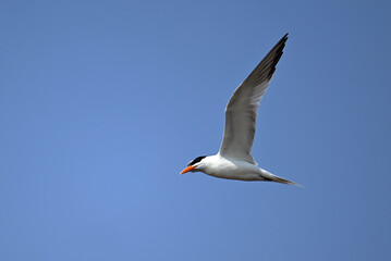 Fototapeta na wymiar Caspian Tern flying in the blue skies