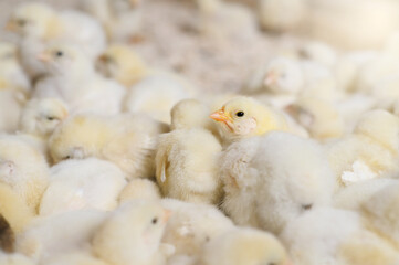 A crowd of sleeping little fluffy yellow chicks