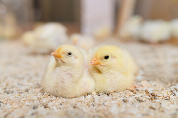 Two adorable yellow chicks cuddling together