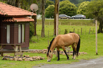 Cavalo em meio a casa de sitio fazenda 