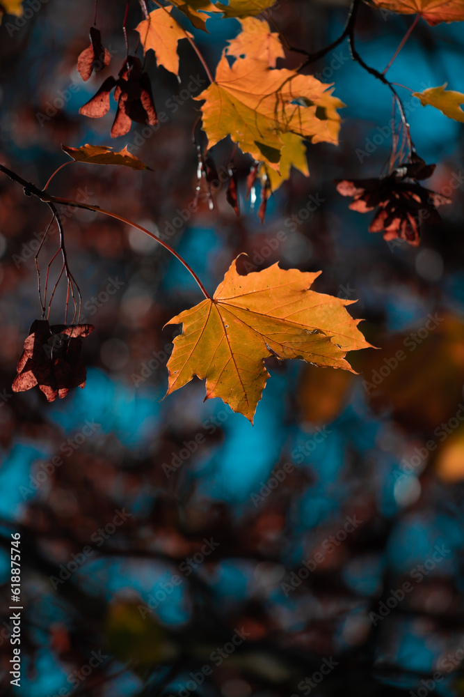 Wall mural yellow autumn leaves and black trunks against a blue sky.