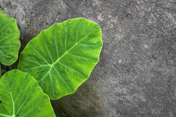 Large green taro leaves with rough gray cement walls background. Empty blank copy text space. - obrazy, fototapety, plakaty