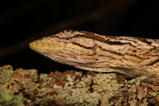 Lagarto papa-vento (Polychrus acutirostris)