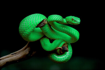 green snake on a black background