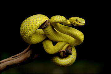 close up of a yellow snake