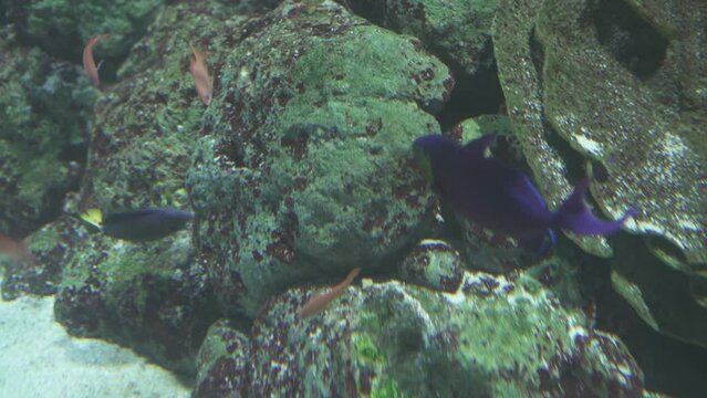 The Regal Blue Tang - Paracanthurus hepatus, a species of Indo-Pacific surgeonfish