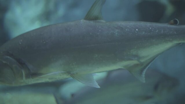 Vampire Fish - Hydrolycus armatus or Black Tailed Payara