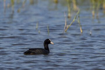 Coot (Fulica atra) swimming on a lake in nature reserve