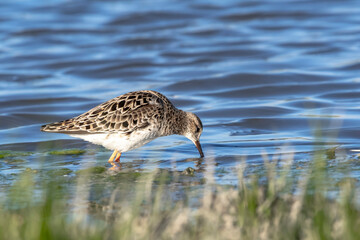 Ruff (Calidris pugnax) Searching for Food in a Marsh