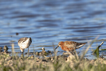 Curlew Sandpiper (Calidris ferruginea) Searching for Food in a Marsh