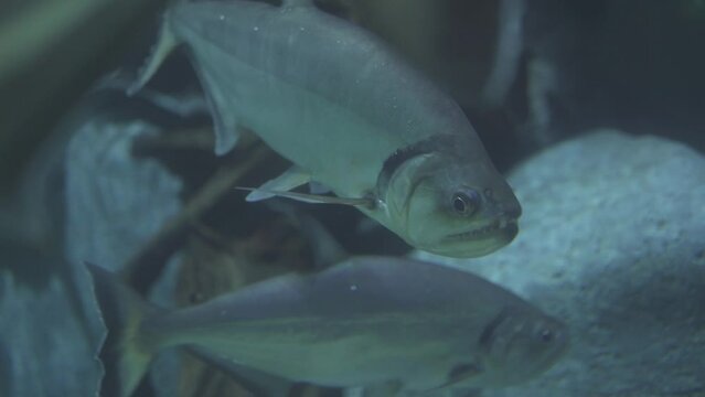 Vampire Fish - Hydrolycus armatus or Black Tailed Payara