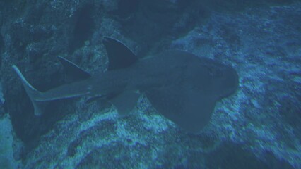 Rhina ancylostoma, the Bowmouth Guitarfish, Shark Ray or Mud Skate