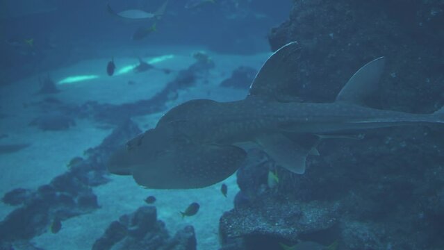 Rhina ancylostoma, the Bowmouth Guitarfish, Shark Ray or Mud Skate