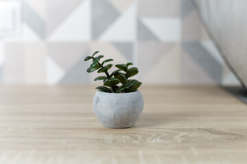 Concrete pot. succulent plant in modern geometric concrete planter on wooden table