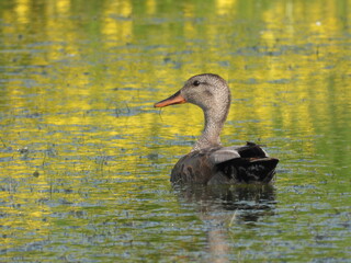 Canard chipeau Male
