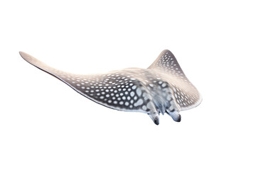 Stingray on a transparant background, PNG, Generative Ai.