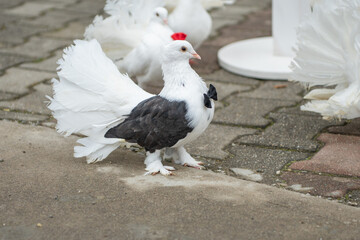 Wedding pigeons with bow tie. Red bow tie pigeon. Black bow tie pigeon