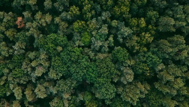 Top down view of summer forest, woodland aerial shot. Drone fly over pine trees and treetops. Flight over woods, natural background in motion