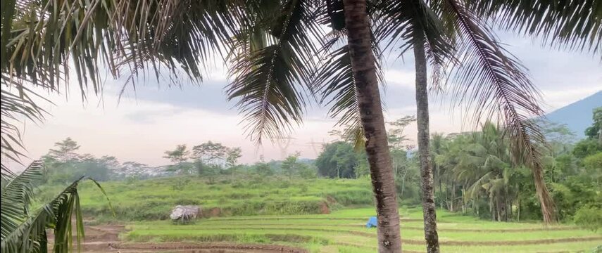 coconut trees planted and growing on the outskirts of the rice fields