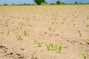 Close up low angle view at row of young corn stalks at field spring time.