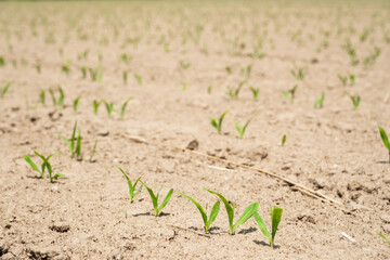 Close up low angle view at row of young corn stalks at field spring time.