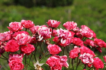 Naklejka premium L'élégance silencieuse d'une fleur