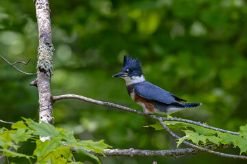 The belted kingfisher (Megaceryle alcyon) Migration bird native to North America. The kingfisher is often seen perched on trees, posts, or other convenient vantage points near the water.