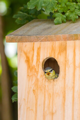 a young blue tit looking out of the nest box and twittering