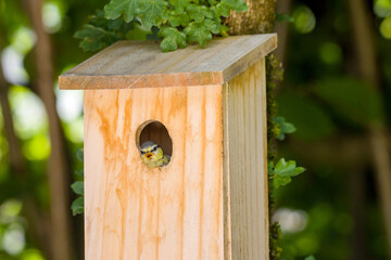 Fototapeta na wymiar a young blue tit looking out of the nest box and twittering