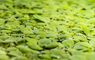 Aquarium water lettuce plant in the hobby fish tank water surface macro close up with shallow depth of field. Green duckweed floating on the water healthy ecosystem environment. 