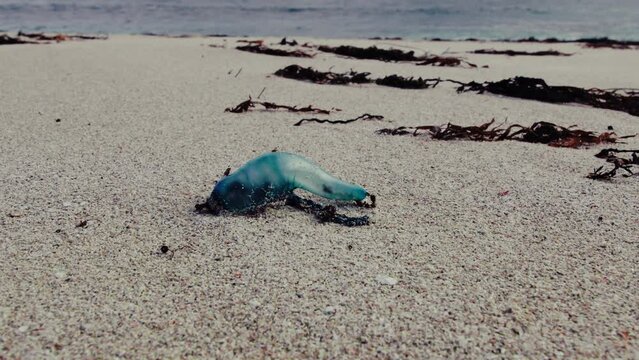 Close-up of a dead and poisonous bluebottle -Portuguese Man-of-war- jellyfish washed up dead on a sandy beach in Western Australia